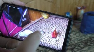 СКРЫТАЯ КАМЕРА В КОМНАТЕ КОТОВ | СЛАДУН - ХУЛИГАН?