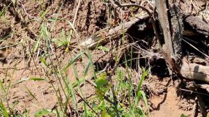 Ловим ящериц в овраге / 17 ящериц за 30 минут.