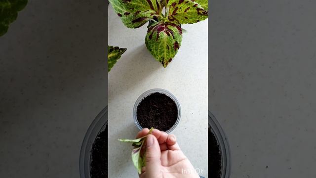 Черенкую колеус низкоросный Визарт Пайнэппл смотреть онлайн