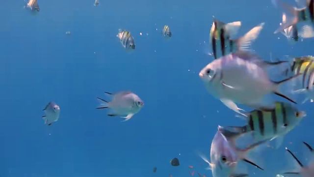 Faraana Reef Resort 4* (Шарм-Эль-Шейх), коралловый риф (сентябрь, 2017 г.) смотреть онлайн