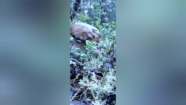 По грибочки 🍄🟫🍄🟫🍄🟫🍄🟫 смотреть онлайн