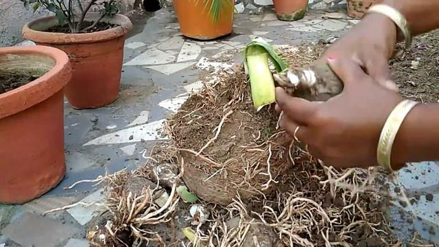 Amaryllis lily bulbs and thats How you can grow it🍀🌹🌹🏵️ смотреть онлайн