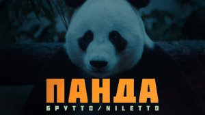 Брутто, NILETTO - Панда (Премьера клипа)