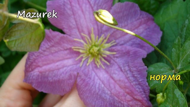 Зеленые цветки у клематисов: кто виноват и что делать? смотреть онлайн