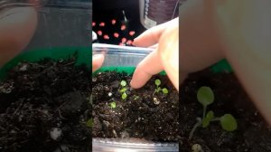 Родохитон из семян. Как растут всходы родохитона.