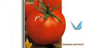 Томат обыкновенный Белый налив 241 ? обзор: как сажать, семена томата Белый налив 241