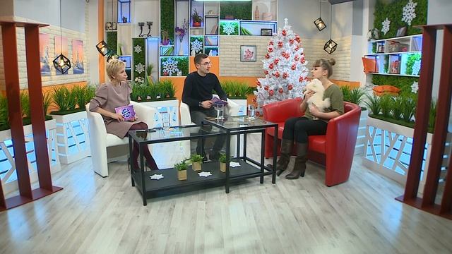 Собака померанский шпиц