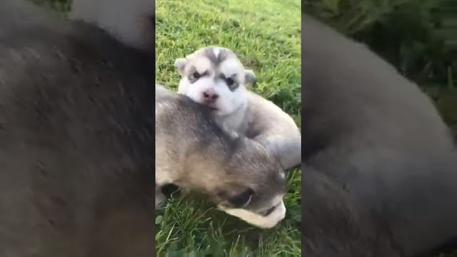 Щенки породы Аляскинский Маламут / Puppy Alaskan Malamute смотреть онлайн