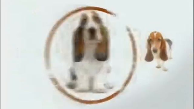 2 Ротвейлер, бостонский терьер, бассет хаунд, шарпей, сенбернар смотреть онлайн