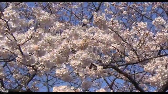 Л. Моцарт - А. Шувалов - Менуэт смотреть онлайн