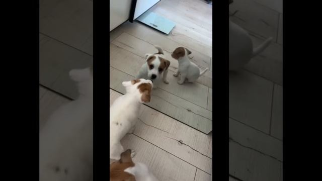 Как выбрать щенка. Джек рассел - идеальный пес! смотреть онлайн