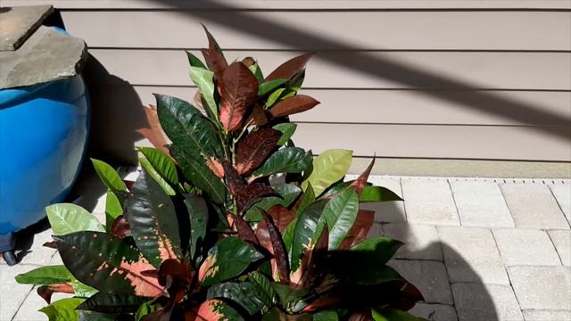 Croton Codiaeum Variegatum 'Mrs Iceton'
