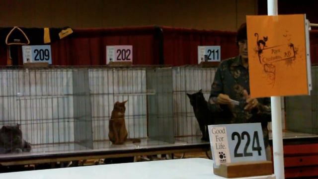 TICA Cat Show Final in Reno, NV October 29-31, 2010 смотреть онлайн
