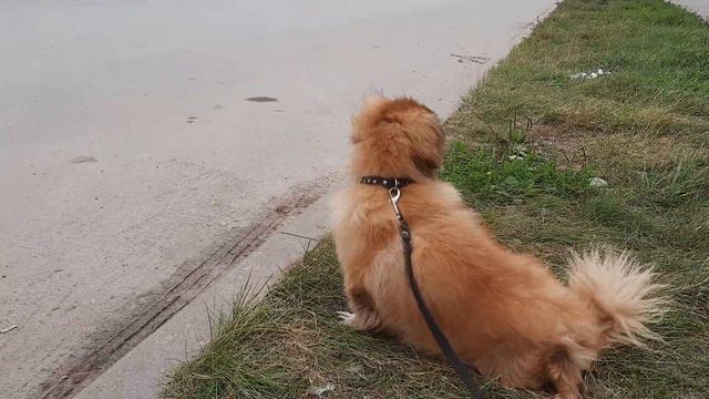 Пекинес Дендик любит смотреть на дорогу смотреть онлайн