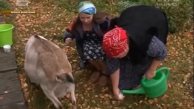 Прямое включение. Учимся доить козу смотреть онлайн