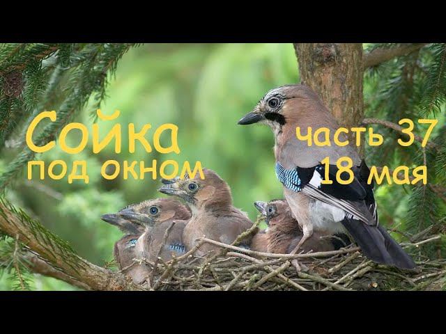18 мая спим, едим и растём смотреть онлайн