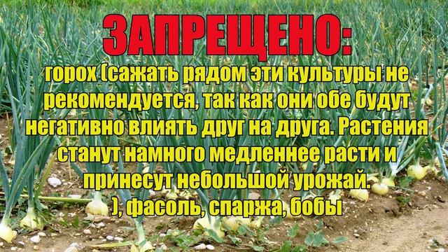 ДЛЯ БОГАТОГО УРОЖАЯ САЖАЙТЕ ЭТИ РАСТЕНИЯ ВМЕСТЕ! УРОЖАЙНОСТЬ +100% Что с чем посадить на грядке. смотреть онлайн