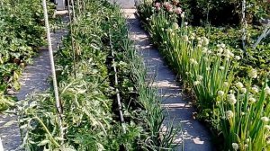 Система капельного полива на моей даче