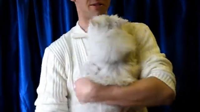 Персидская шиншилла на выставке кошек PCA смотреть онлайн