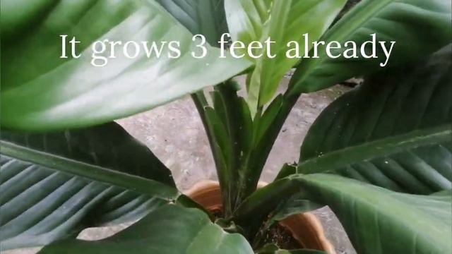 How to grow Rare Giant Sensation Plant/ Spathiphyllum / Peace Lily смотреть онлайн