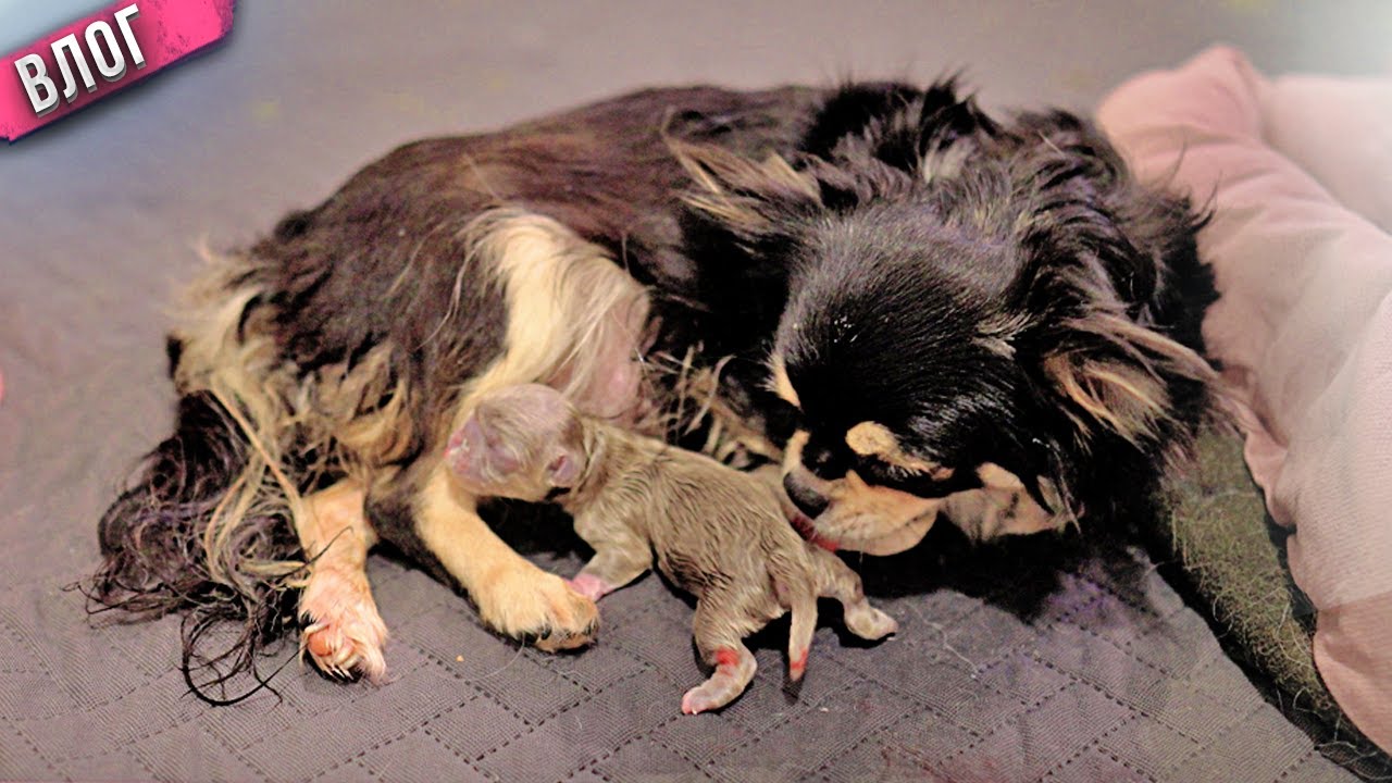 Роды у собаки! Родился щенок невероятно редкого для чихуахуа окраса! смотреть онлайн