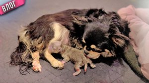 Роды у собаки! Родился щенок невероятно редкого для чихуахуа окраса!