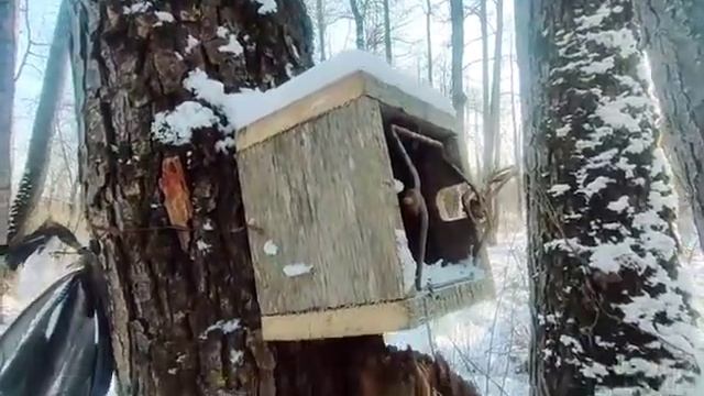 Проверка капканов на куницу и бобра 6.01.23г. (с результатом) ??? смотреть онлайн