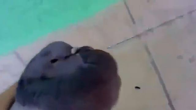 Голубь чётенько сдох (ВЕСЬ УГАР В ДИСКУССИИ) смотреть онлайн