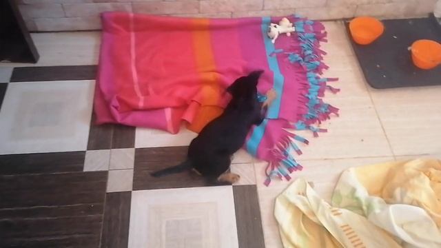 маленькое счастье - ягдтерьер Буря,первая игрушка смотреть онлайн