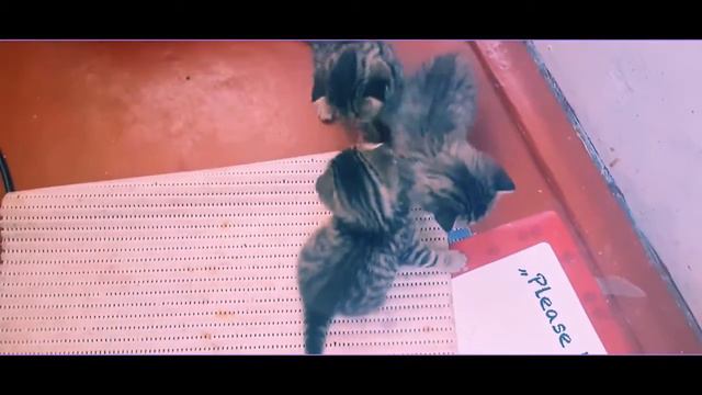 Котята делают первые шаги смотреть онлайн