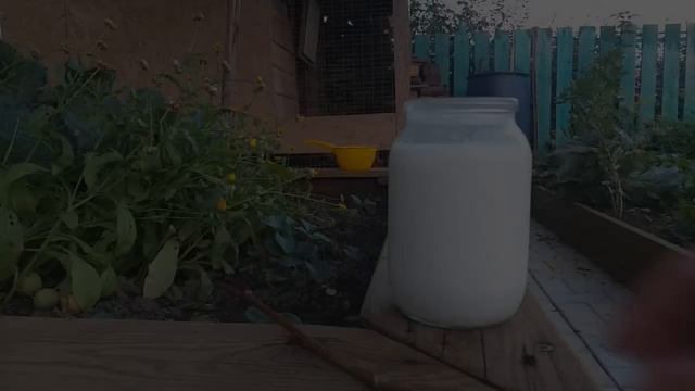 СРОЧНО ДАЙТЕ ТОМАТАМ МОЛОКО И ЙОД В АВГУСТЕ И БУДЕТЕ СОБИРАТЬ ЗДОРОВЫЙ УРОЖАЙ ДО ОСЕНИ! смотреть онлайн