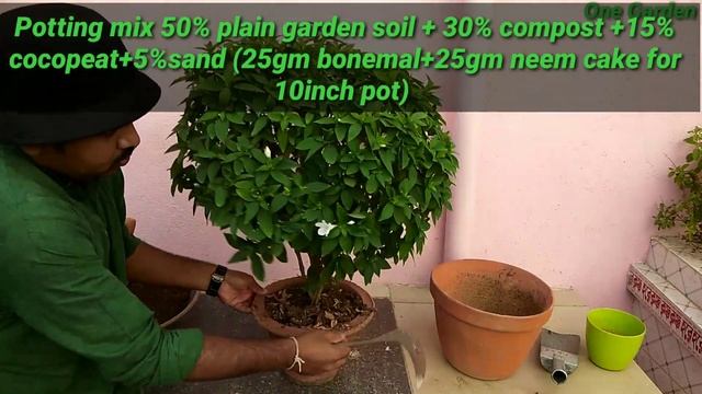 Jhinti a special flower, Barleria cristata or barleria prionitis смотреть онлайн