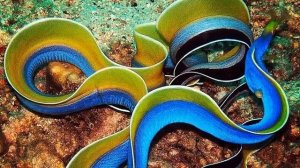 ЛЕНТОЧНАЯ МУРЕНА - Загадочная родственница угрей