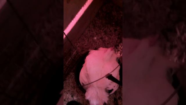 Вес бройлера КОББ 500 ЧЕХИЯ 49 ДНЕЙ смотреть онлайн