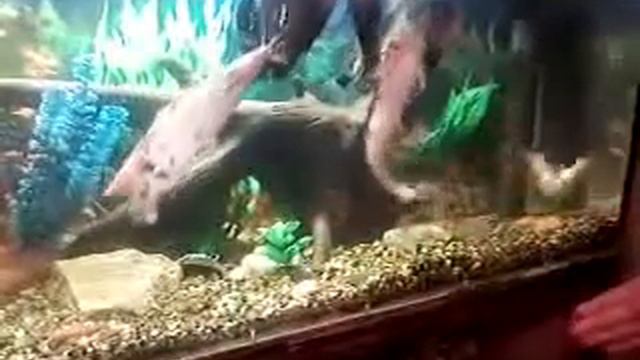 Аквариумные питомцы — смотрите забавные видео ролики с животными на сайте Rutube1 смотреть онлайн