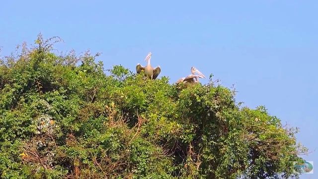 Камбоджа.Провинция Сием Рип.Озеро Тонлесап.м смотреть онлайн