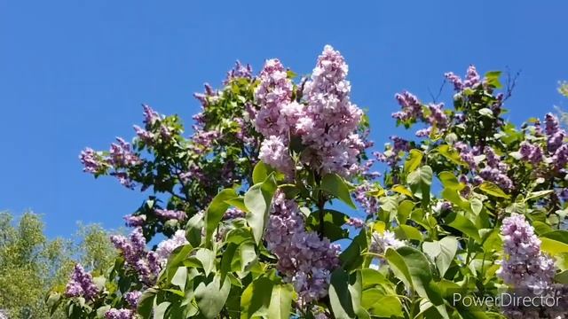 Сирень на самоизоляции. Ставропольский ботанический сад. Май 2020. смотреть онлайн