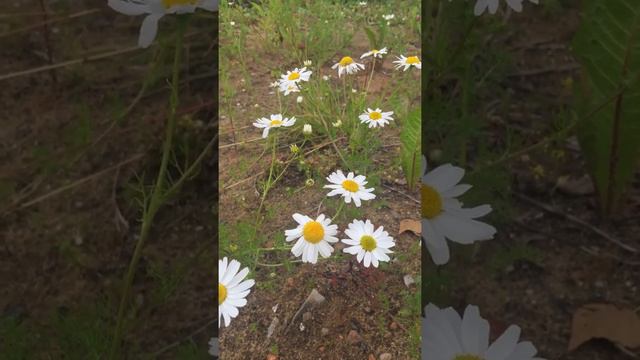 Ромашка аптечная смотреть онлайн