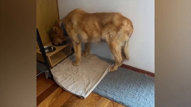 Самые смешные животные / Приколы с котами и собаками 2023 / LA #6 смотреть онлайн