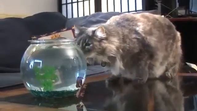 Как отучить кошку от домашних рыбок смотреть онлайн