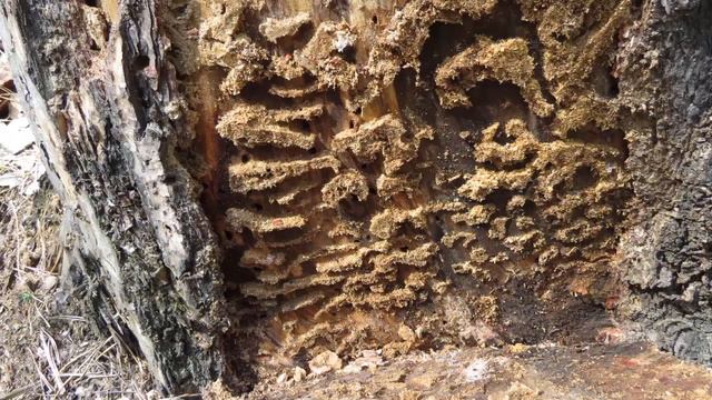 Муравейник в пне поваленного дерева смотреть онлайн