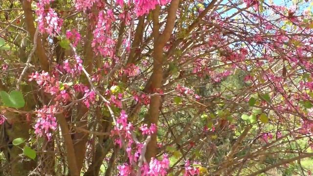 Багрянник/ Cercis