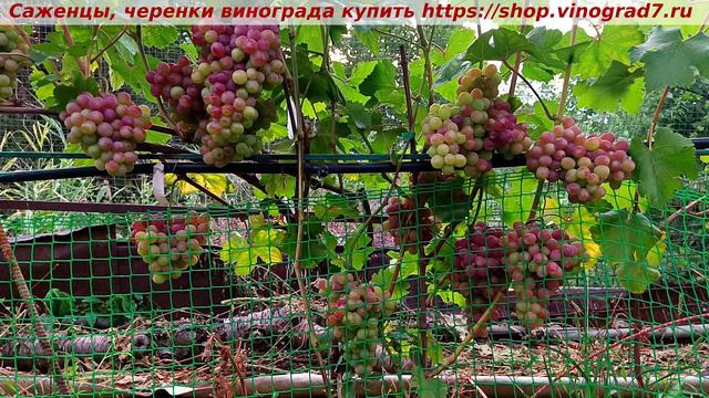 ДАРВИКА смотреть онлайн