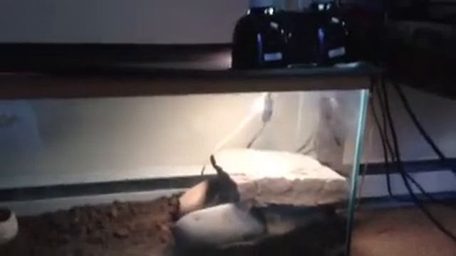 55 gallon monitor setup смотреть онлайн