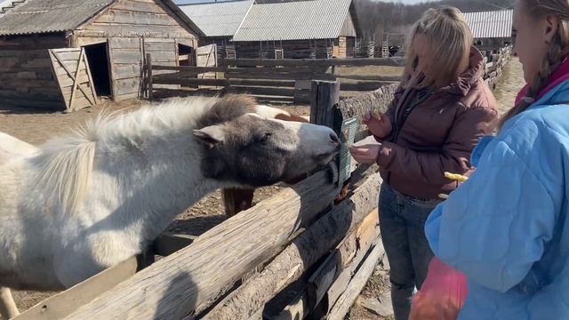 Оленья ферма и ранчо Хайленд Закарпатская обл. 2022 смотреть онлайн