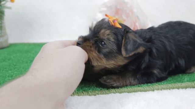 Щенок йоркширского терьера/купить йорка / купить щенка йоркширского терьера смотреть онлайн