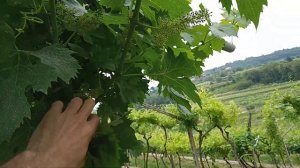 Виноградники Италии