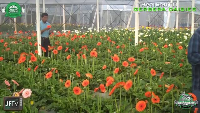 JFTV presents Guatemalan Gerbera Daisies Farm Visit смотреть онлайн