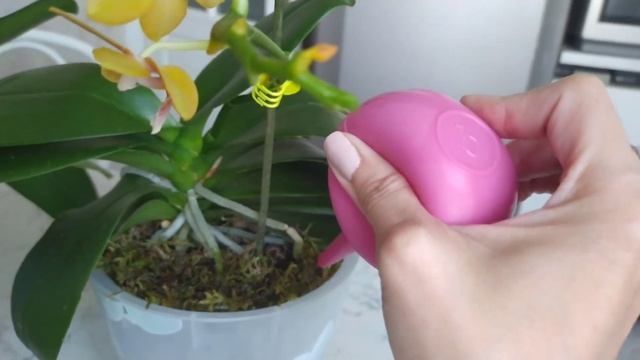 Первый полив замечатеных орхидей смотреть онлайн