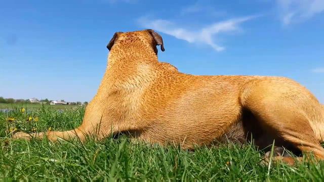Джесси немецкий боксер на озере. Jessie. Boxer dog. смотреть онлайн